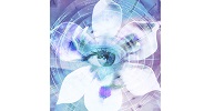 blue iris alternative