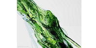 Houdini FX 19