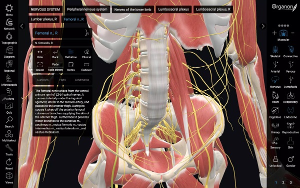 3d organon vr anatomy oculus quest